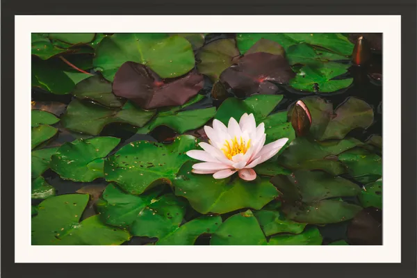 Pink_Water_Lily_Among_Dark_Green_Lily_Pads_Photo_Frame_Without_Glass_–_Lily_Pond_Flower_Wall_Art_for_Living_Room,_Dining_&_Hallway_Decor
