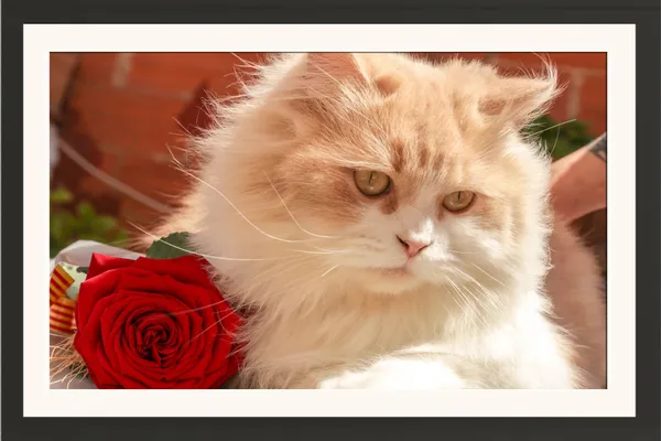 Fluffy_Cat_with_Red_Rose_Photo_Frame_Without_Glass_–_Cute_Cat_Picture_Art_with_Red_Rose_for_Living_Room,_Kids_Room_&_Pet_Lover_Gifts