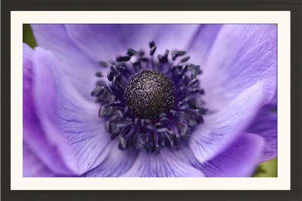 Purple_Anemone_Flower_Close-Up_Photo_Frame_Without_Glass_–_Violet_Anemone_Coronaria_Macro_Wall_Art_for_Bedroom,_Study_&_Living_Room