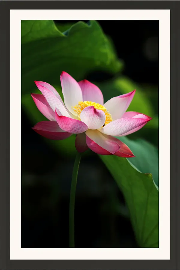 Pink_White_Lotus_Flower_on_Tall_Stem_with_Dark_Leaves_Photo_Frame_Without_Glass_–_Red-Edged_Lotus_Pic_with_Yellow_Centre_for_Living_Room,_Office_&_Gifts