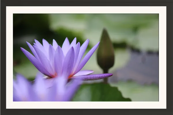 Blue_Purple_Water_Lily_Flower_with_Bud_Wall_Art_Frame_Without_Glass_–_Blue_Water_Lily_Photo_on_Soft_Green_Pond_for_Bedroom,_Spa_&_Living_Room