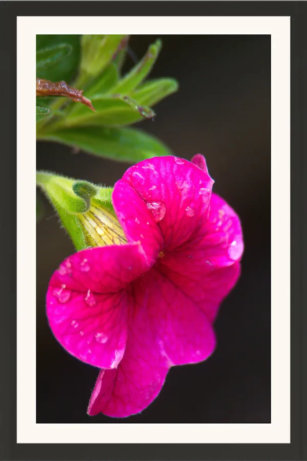 Hot_Pink_Petunia_Flower_with_Water_Drops_on_Dark_Background_Photo_Frame_Without_Glass_–_Bright_Pink_Flower_Wall_Art_for_Living_Room,_Bedroom_&_Gifts