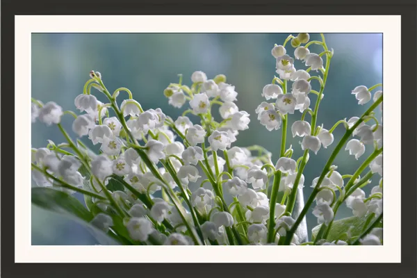 Lily_of_the_Valley_Bouquet_Flower_Wall_Art_Frame_Without_Glass_–_Bunch_of_White_Bell_Flowers_Photo_for_Living_Room,_Dining_&_Wedding_Gifts