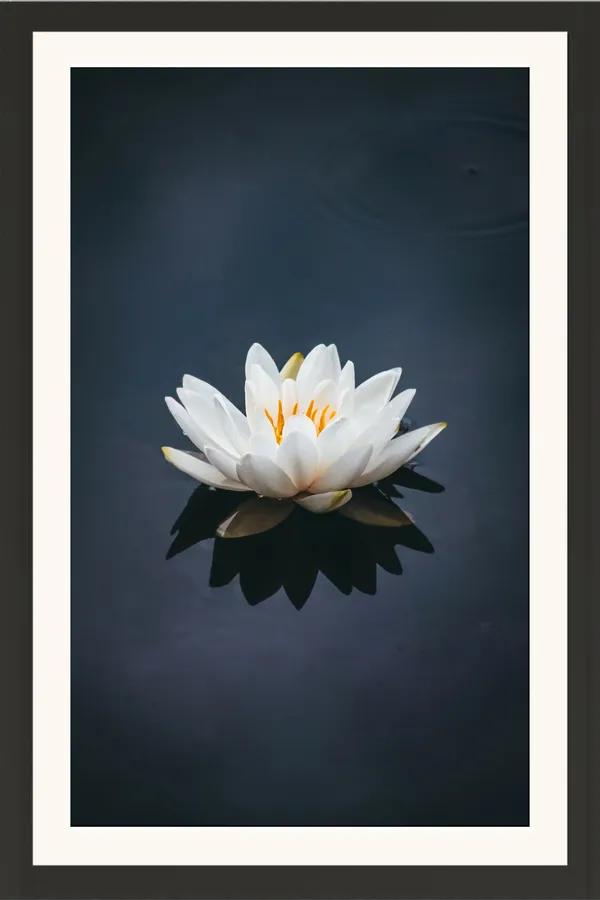 White_Water_Lily_with_Reflection_on_Dark_Navy_Blue_Water_Wall_Art_Frame_Without_Glass_–_Minimal_White_Water_Lily_Photo_with_Orange_Stamens