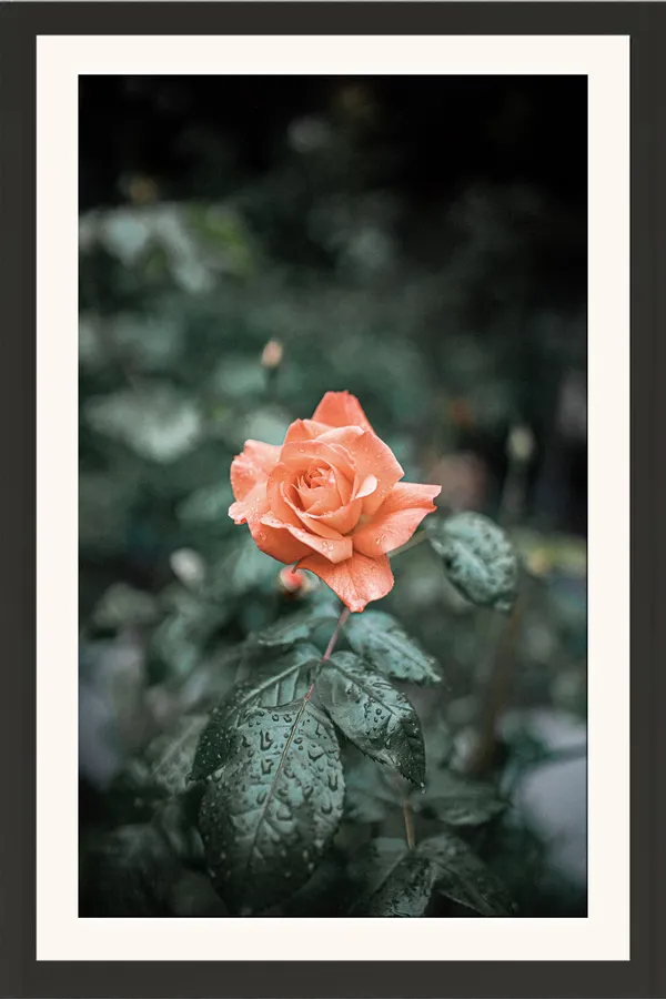 Peach_Rose_Flower_on_Dark_Green_Background_Wall_Art_Frame_Without_Glass_–_Moody_Peach_Rose_Photo_for_Bedroom,_Study_&_Living_Room