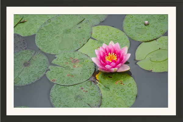 Pink_Water_Lily_on_Green_Lily_Pads_with_Raindrops_Photo_Frame_Without_Glass_–_Water_Lily_Flower_Wall_Art_for_Living_Room,_Study_&_Floral_Wall_Hanging