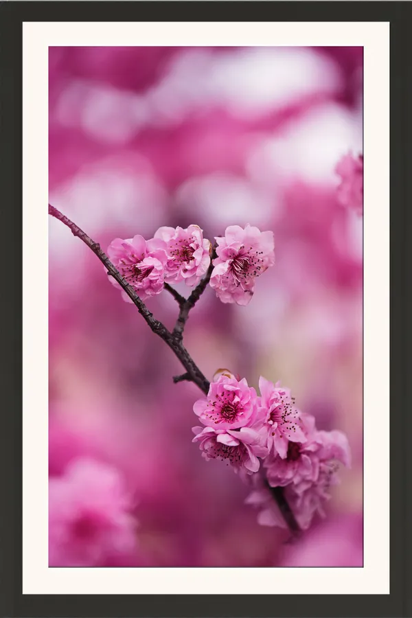 Pink_Cherry_Blossom_Branch_Flower_Photo_Frame_Without_Glass_–_Spring_Sakura_Blossom_Wall_Art_on_Pink_Bokeh_for_Living_Room,_Bedroom_&_Gifts