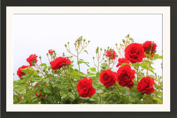 Red_Roses_Garden_Bush_Photo_Frame_Without_Glass_–_Red_Rose_Flowers_Garden_Wall_Art_with_Green_Leaves_for_Living_Room,_Dining_&_Home_Decor