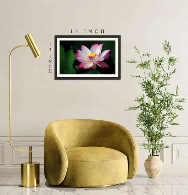 Red-Tipped_Pink_Lotus_Flower_with_Yellow_Seed_Pod_on_Dark_Green_Photo_Frame_Without_Glass_–_Pink_Lotus_Pic_for_Pooja_Room,_Living_Room_&_Office