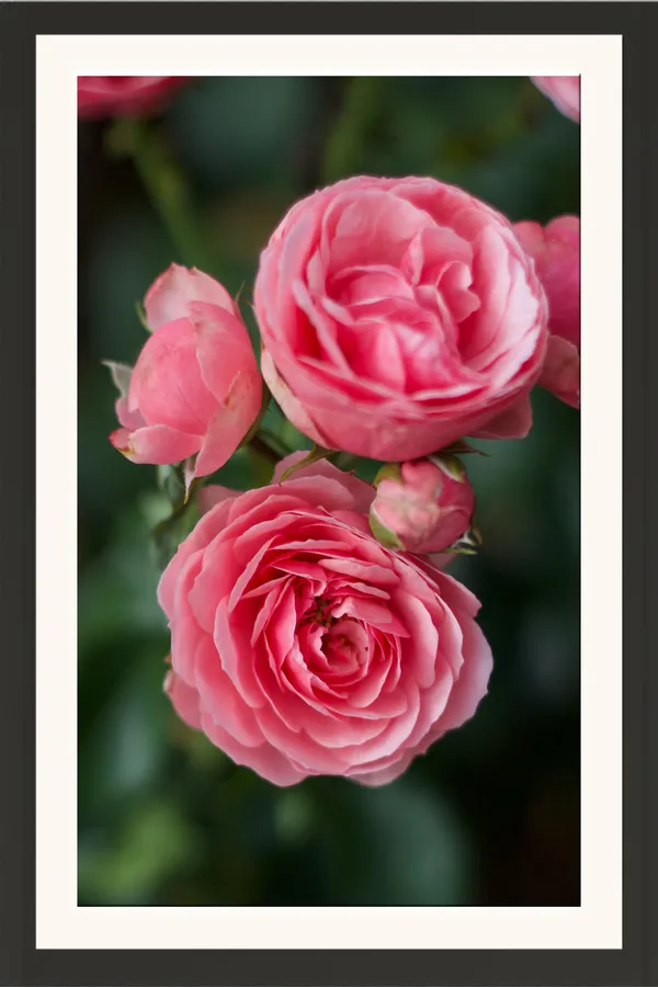 Pink_Garden_Roses_Cluster_Photo_Frame_Without_Glass_–_Peony-Style_Pink_Roses_Flower_Wall_Art_for_Living_Room,_Bedroom_&_Anniversary_Gifts