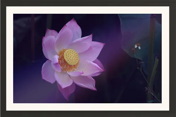 Pink_Lilac_Lotus_Flower_on_Deep_Purple_Background_Photo_Frame_Without_Glass_–_Dreamy_Lotus_Pic_with_Golden_Seed_Pod_for_Bedroom,_Study_&_Living_Room