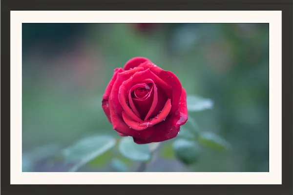 Red_Rose_Flower_with_Soft_Teal_Bokeh_Photo_Frame_Without_Glass_–_Deep_Red_Rose_Pic_for_Bedroom,_Living_Room_&_Valentine’s_Day_Gifts