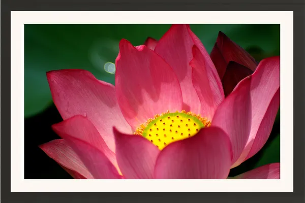 Deep_Pink_Lotus_Flower_Photo_Frame_Without_Glass_–_Bold_Pink_Lotus_Blooming_Among_Green_Leaves,_Lotus_Artwork_for_Drawing_Room,_Pooja_Room_&_Lobby