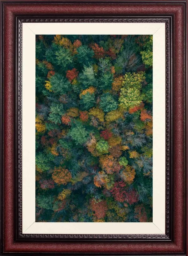 Forest_Wall_Art_Sunlit_Tree_Trunks_Landscape_Photo_Frame_Without_Glass