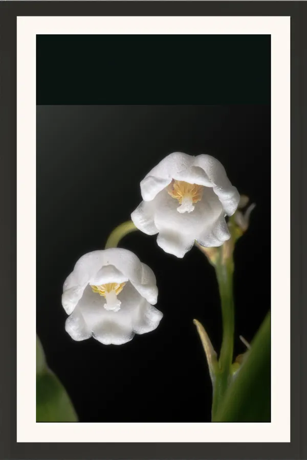Lily_of_the_Valley_Bell_Flowers_Macro_Wall_Art_Frame_Without_Glass_–_Two_White_Blooms_on_Black_Background_Photo_for_Bedroom,_Study_&_Living_Room