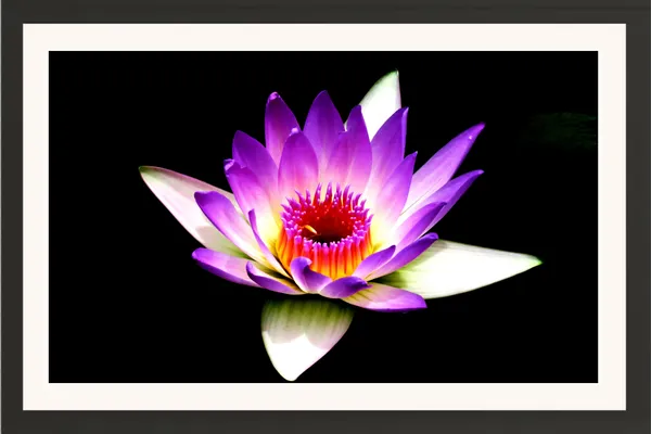 Purple_Violet_Water_Lily_on_Black_Background_Wall_Art_Frame_Without_Glass_–_Glowing_Magenta_Centre_Water_Lily_Photo_for_Bedroom,_Lounge_&_Gifts