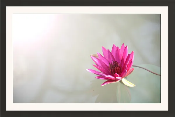 Magenta_Pink_Water_Lily_on_Soft_White_Background_Wall_Art_Frame_Without_Glass_–_Minimal_Bright_Water_Lily_Flower_Photo_for_Bedroom,_Salon_&_Office