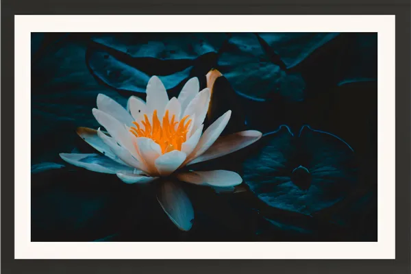 White_Blue_Water_Lily_with_Orange_Stamens_on_Dark_Teal_Wall_Art_Frame_Without_Glass_–_Moody_Water_Lily_Flower_Photo_for_Bedroom,_Study_&_Living_Room