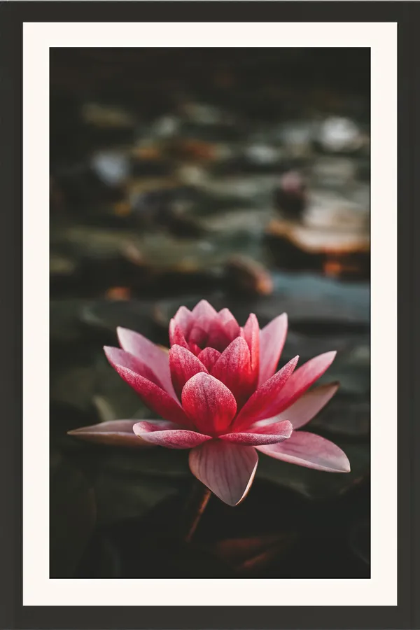 Red_Pink_Water_Lily_Flower_on_Dark_Background_Photo_Frame_Without_Glass_–_Pointed_Petal_Water_Lily_Wall_Art_for_Bedroom,_Study_&_Living_Room