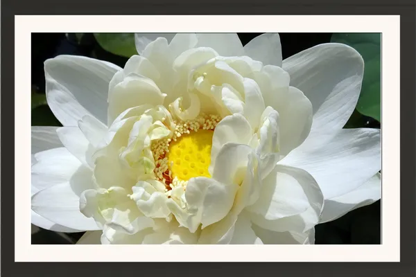White_Lotus_Flower_Photo_Frame_Without_Glass_–_Double_Petal_White_Lotus_with_Yellow_Centre_Wall_Art_for_Living_Room,_Bedroom_&_Reception
