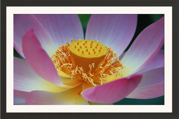 Pink_Lotus_Flower_Close-Up_with_Golden_Stamens_Wall_Frame_Without_Glass_–_Large_Lotus_Bloom_Artwork_for_Bedroom,_Living_Room_&_Spa