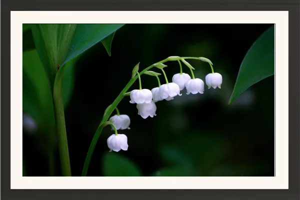 Lily_of_the_Valley_Flower_Pic_on_Dark_Green_Background_Wall_Frame_Without_Glass_–_Moody_Bell_Flowers_Floral_Art