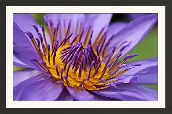 Purple_Water_Lily_Macro_with_Golden_Yellow_Stamens_Wall_Art_Frame_Without_Glass_–_Violet_Water_Lily_Close-Up_Photo_for_Bedroom,_Study_&_Living_Room