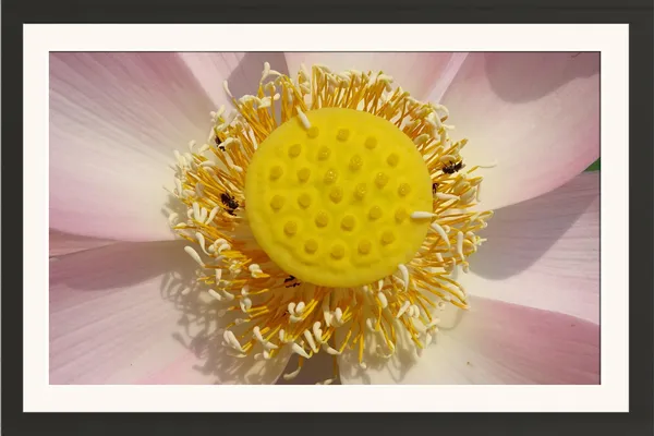 Lotus_Flower_Center_Macro_Photo_Frame_Without_Glass_–_Golden_Stamens_&_Yellow_Seed_Pod_Pink_Lotus_Closeup_Wall_Art_for_Living_Room_&_Office