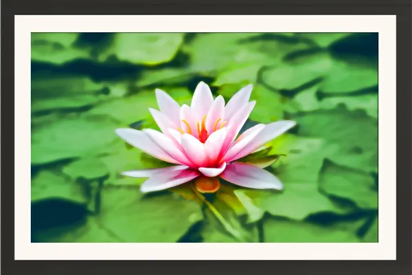Pink_and_White_Water_Lily_on_Green_Lily_Pads_Photo_Frame_Without_Glass_–_Star-Shaped_Water_Lily_Flower_Wall_Art_for_Living_Room,_Bedroom_&_Hallway