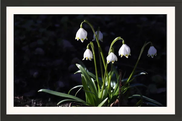 White_Snowflake_Bell_Flowers_on_Dark_Background_Photo_Frame_Without_Glass_–_Spring_Bulb_Flowers_Floral_Wall_Art_for_Bedroom,_Study_&_Living_Room