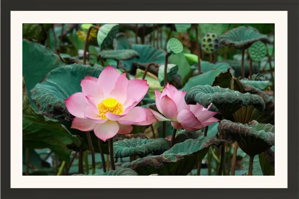 Pink_Lotus_Flowers_in_Pond_with_Seed_Pods_Wall_Art_Frame_Without_Glass_–_Lotus_Pond_Pic_with_Large_Leaves_for_Living_Room,_Dining_&_Home_Decor