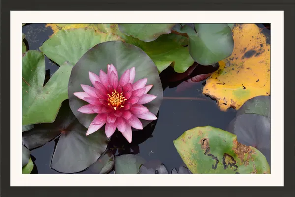 Pink_Water_Lily_Flower_Photo_Frame_Without_Glass_–_Nymphaea_Water_Lily_on_Pond_with_Lily_Pads,_Floral_Wall_Art_for_Living_Room,_Bedroom_&_Gifts