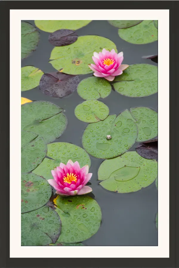 Two_Pink_Water_Lilies_on_Lily_Pad_Pond_Vertical_Photo_Frame_Without_Glass_–_Pink_Water_Lily_Flowers_Wall_Art_for_Bedroom,_Study_&_Living_Room