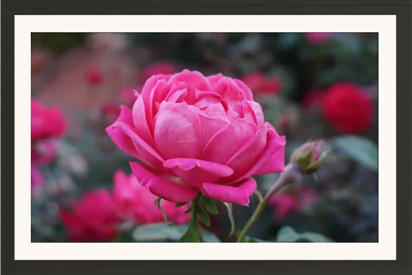 Hot_Pink_Peony-Style_Rose_Flower_in_Garden_Photo_Frame_Without_Glass_–_Pink_Rose_with_Red_Bokeh_for_Living_Room,_Bedroom_&_Rose_Day_Gifts