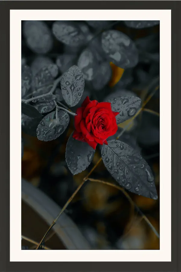 Red_Rose_Bud_with_Dark_Leaves_Photo_Frame_Without_Glass_–_Moody_Red_Rose_Flower_Pic_with_Water_Drops_for_Study,_Bedroom_&_Living_Room