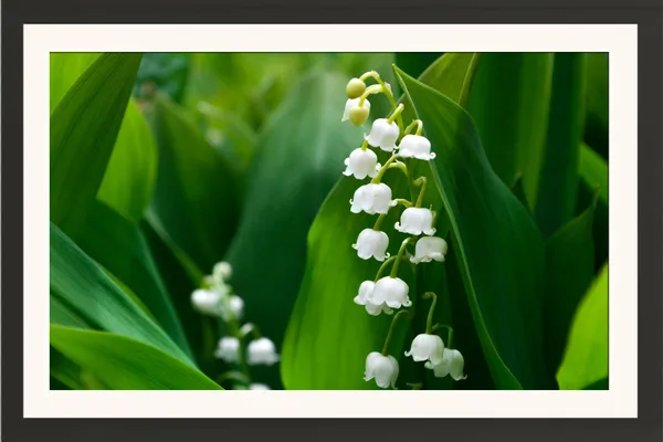 Lily_of_the_Valley_Flower_Wall_Art_Frame_Without_Glass_–_White_Bell_Flowers_on_Green_Leaves_Nature_Photo_for_Living_Room