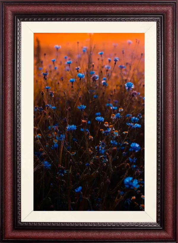 Cornflower_Field_Landscape_Wall_Art_Sunset_Photo_Frame_Without_Glass