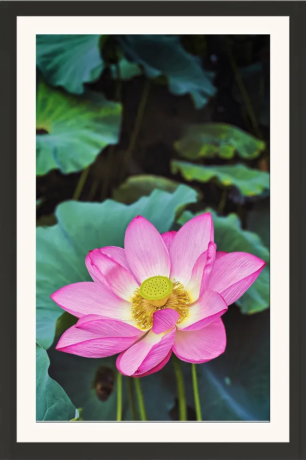 Pink_Lotus_Flower_with_Teal_Lotus_Leaves_Wall_Art_Frame_Without_Glass_–_Vertical_Lotus_Pic_with_Golden_Stamens_for_Living_Room,_Bedroom_&_Hallway