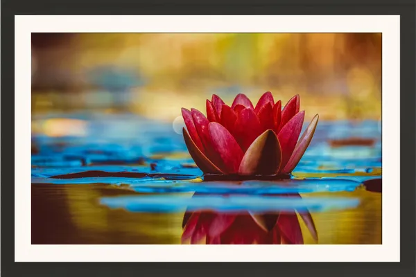 Red_Water_Lily_Flower_with_Golden_Reflections_Photo_Frame_Without_Glass_–_Deep_Red_Lily_Pad_Pond_Wall_Art_for_Living_Room,_Dining_&_Cafe_Decor