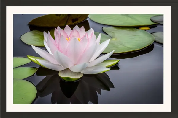 White_Pink_Water_Lily_with_Lily_Pads_on_Pond_Photo_Frame_Without_Glass_–_Hardy_Water_Lily_Flower_Wall_Art_for_Living_Room,_Dining_&_Hallway
