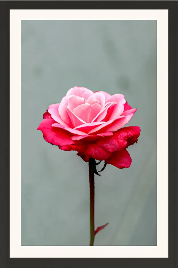 Pink_and_Red_Rose_Flower_Single_Stem_Photo_Frame_Without_Glass_–_Bicolour_Rose_Pic_on_Grey_Green_Background_for_Bedroom,_Office_&_Living_Room