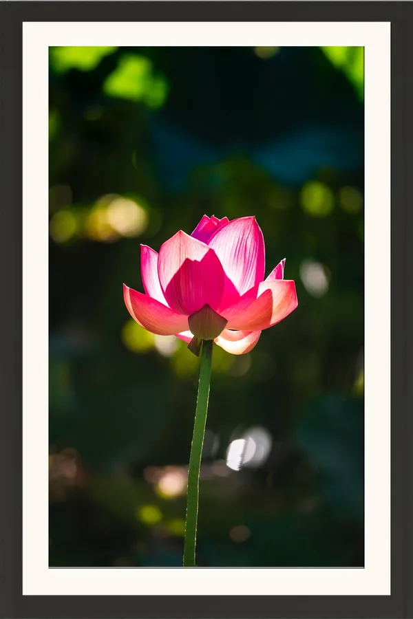 Pink_and_White_Lotus_Flower_Bud_on_Tall_Stem_with_Bokeh_Photo_Frame_Without_Glass_–_Sunlit_Lotus_Artwork_for_Bedroom,_Meditation_Room_&_Office