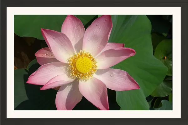 Pink_Lotus_Flower_with_Water_Droplets_on_Green_Leaf_Wall_Art_Frame_Without_Glass_–_Fresh_Lotus_Flower_Photo_for_Living_Room,_Kitchen_&_Office