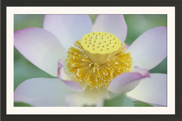 Lotus_Flower_Macro_with_Yellow_Seed_Pod_and_Golden_Stamens_Photo_Frame_Without_Glass_–_Pale_White_Pink_Lotus_Close-Up_for_Living_Room,_Bedroom_&_Office
