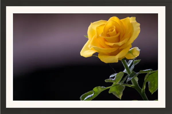 Yellow_Rose_Flower_on_Dark_Purple_Background_Photo_Frame_Without_Glass_–_Golden_Yellow_Rose_Pic_for_Living_Room,_Office_&_Friendship_Gifts
