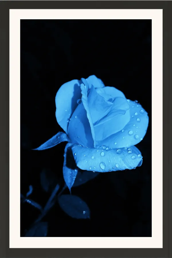 Blue_Rose_Flower_on_Black_Background_Photo_Frame_Without_Glass_–_Mysterious_Blue_Rose_Pic_with_Dew_Drops_for_Bedroom,_Study_&_Gifts