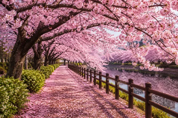 Cherry_Blossom_Garden_Landscape_Framed_Canvas_Wall_Art_|_Premium_Hd_Print