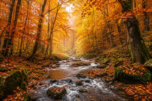 Autumn_Forest_Nature_Scenery_Framed_Canvas_Wall_Art_|_Premium_Hd_Print