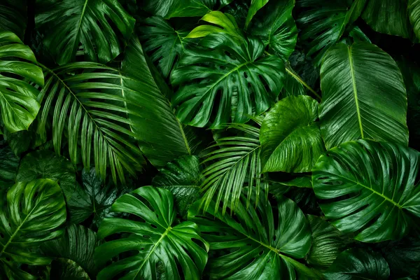 Green_Tropical_Leaves_Botanical_Art_Framed_Canvas_Wall_Art_|_Premium_Hd_Print