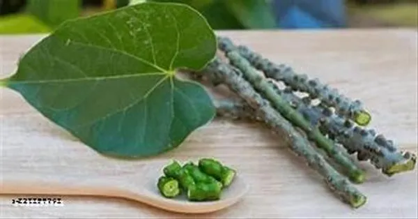 Dried_Giloy_Stem_Immunity_Support